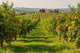 Vigneto e frutteto