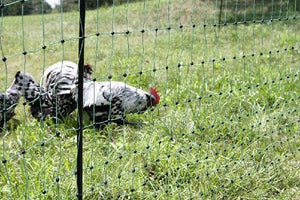 Rete pollame verde c/punta doppia alta 106 cm - Lunghezza: 50 mt