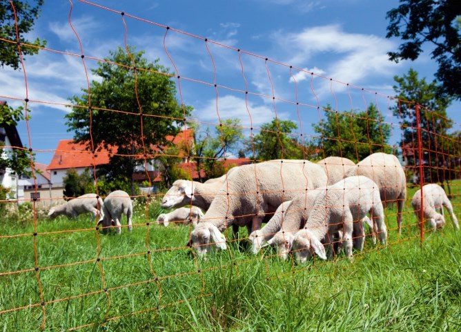 Rete per ovini elettrificabile - ovinet