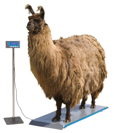 Bilancia per animali