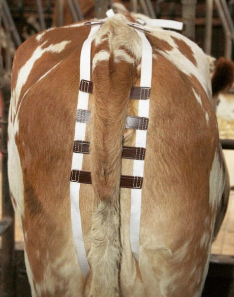 Basto per prolasso uterino